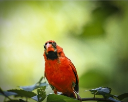 Cardinal-7.4.22-0339