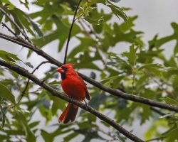 Male-Cardinal-7.4.22-0275