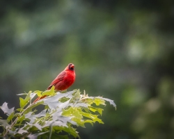 Cardinal-7.3.22-0156