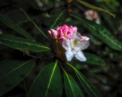 Rhodendron-bloom-7.2.22-0068