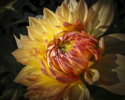 Dahlia-9.4.22-0020