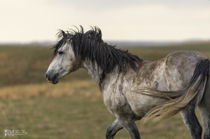Wild-Mustang-5.22.20.3