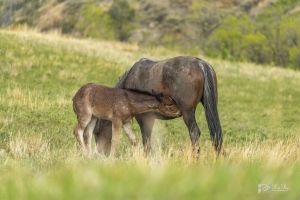 Wild-Mustang-w-foul-5.22.20.4