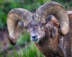 Bighorn-Sheep-5.29.23-0303