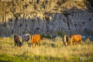 Wild-Mustangs-5.22.20