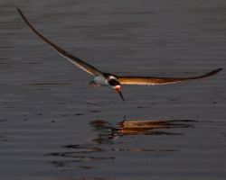 Black-Skimmer-1.31.23-6181