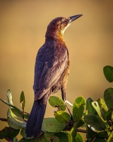 Boat-Tailed-Grackle-1.31.23-6475