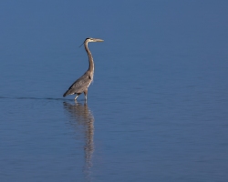 Blue-Heron-1.30.23-4885