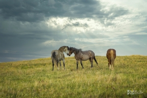 Wild-Mustangs-w-sky-5.22.20