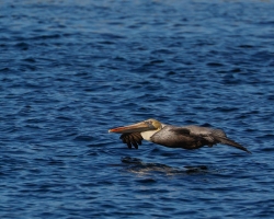 Brown-Pelican-2.1.23-8092