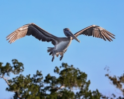Brown-Pelican-2.1.23-8249