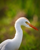 Cattle-Egret-1.29.23-4402