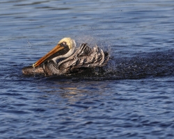Brown-Pelican-bathing-2.1.23-8272