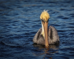 Brown-Pelican-2.1.23-8293