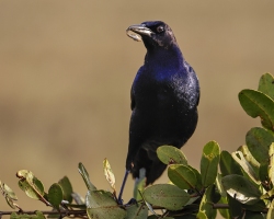 Common-Grackle-1.31.23-6506