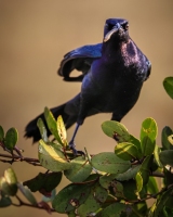Common-Grackley-1.31.23-6502