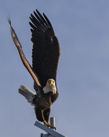 Eagle-take-off-1.31.23-6713