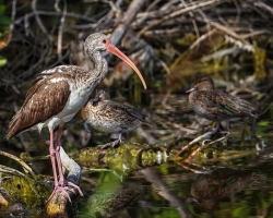 Juvenile-Ibis-1.30.23-5688