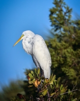 Great-Egret-1.30.23-4720