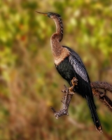 Neotropic-Cormorant-2.2.23-8741