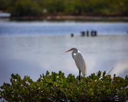 Egret-1.31.23-7223