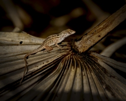 Lizard-1.31.23-7208