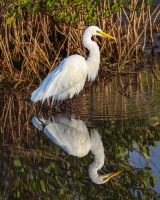 Great-Egret-2.2.23-8648