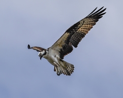 Osprey-1.29.23-4330