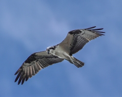 Osprey-1.29.23-4367