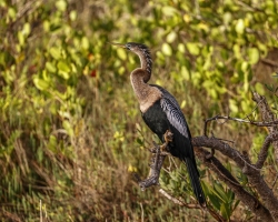 Neotropic-Cormorant-2.2.23-8747