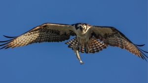 Osprey-1.30.23-4687