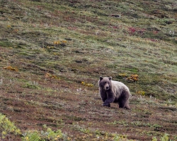 Bear-8.26.23-1159
