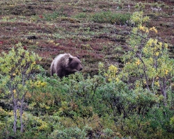 Bear-8.26.23-1186