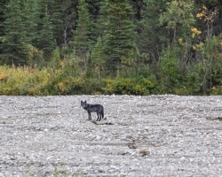 Black-Wolf-8.26.23-0832