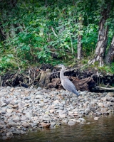 Blue-Heron-8.30.23-1986