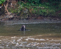 Brown-Bear-8.30.23-1993