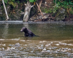 Brown-Bear-8.30.23-2001