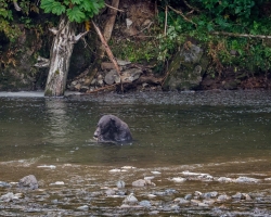 Brown-Bear-8.30.23-1996