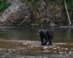 Brown-Bear-8.30.23-2002