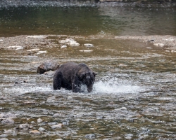 Brown-Bear-8.30.23-2010