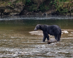 Brown-Bear-8.30.23-2020
