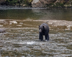 Brown-Bear-8.30.23-2019
