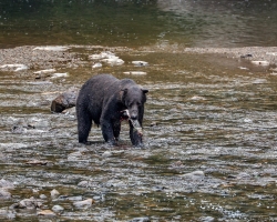 Brown-Bear-8.30.23-2012