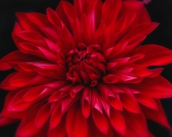 Dahlia-8.23.23-0018