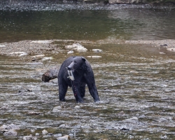 Brown-Bear-8.30.23-Hoonah-2013