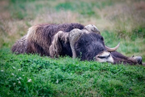 Muskox-8.28.23-1851