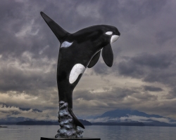 Orca-Hoonah-8.30.23-0399
