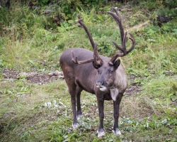 Reindeer-8.24.23-0287