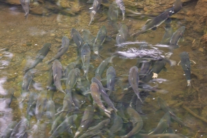 Salmon-Hoonah-8.30.231982
