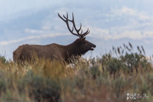 Bull-Elk-9.25.20